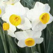 Daffodil Flowerbed of Kazerun