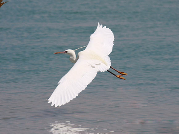 Nayband National Marine Park
