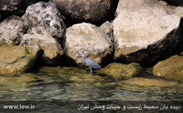 Nayband National Marine Park