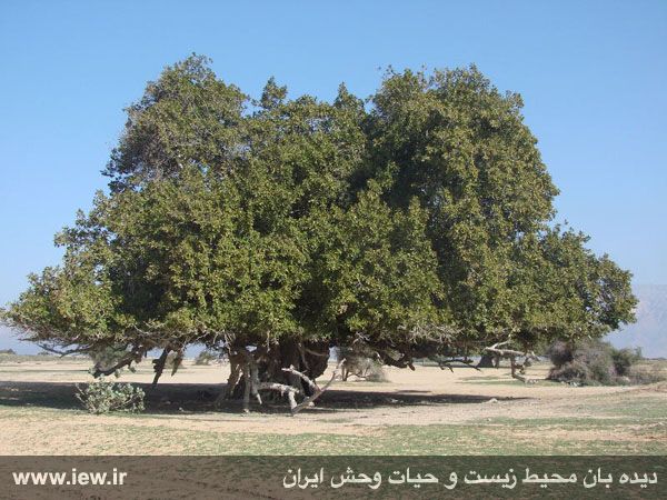 Nayband National Marine Park