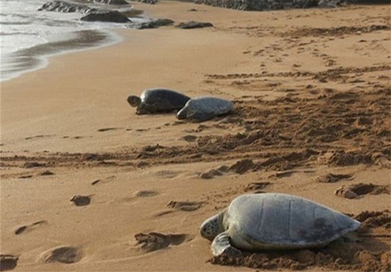 Nayband National Marine Park
