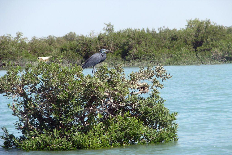 Nayband National Marine Park