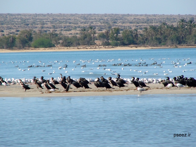 Nayband National Marine Park