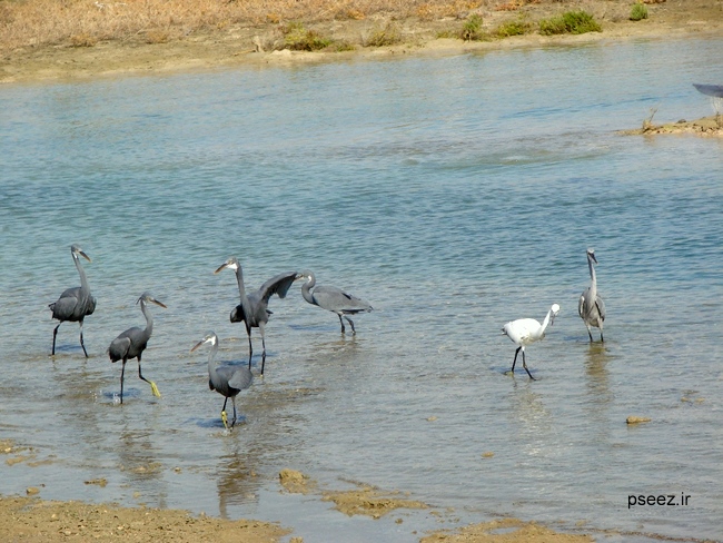 Nayband National Marine Park