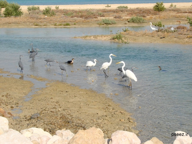 Nayband National Marine Park