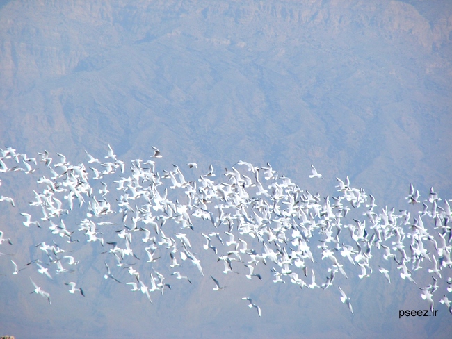 Nayband National Marine Park