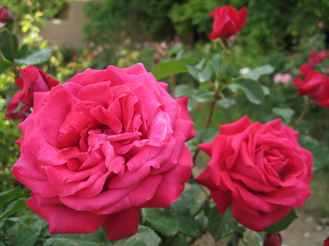 Pahlavanpur Garden
