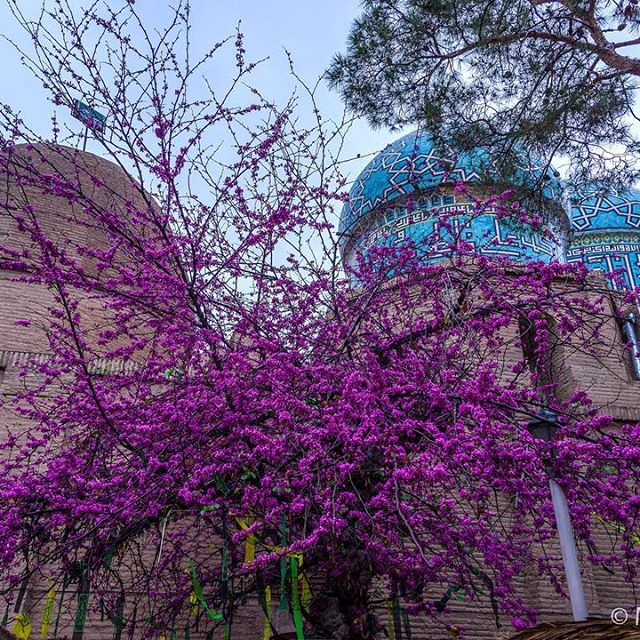 Segonbadan, Kerman