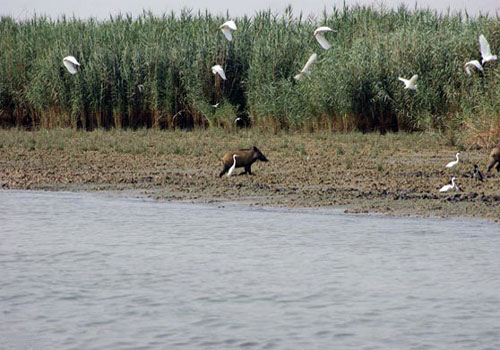 Bamdezh Lagoon