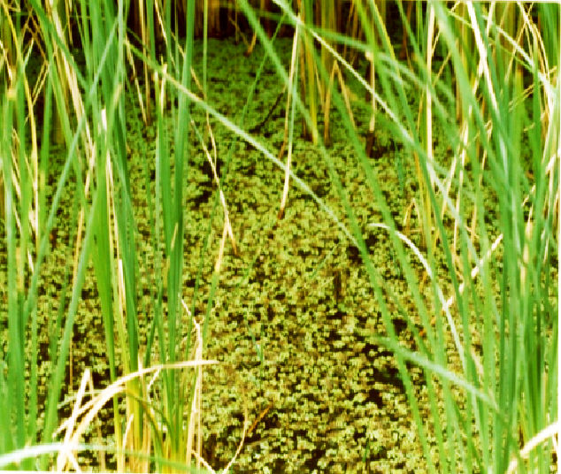 Bamdezh Lagoon