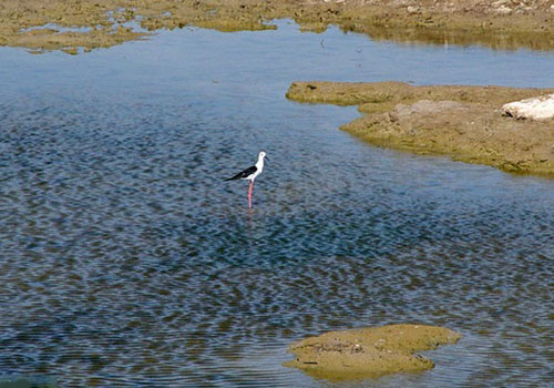 Bamdezh Lagoon