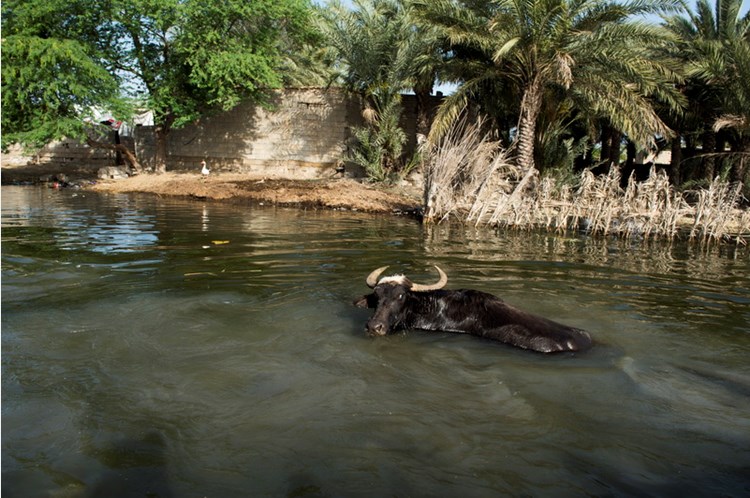 Shadegan International Lagoon