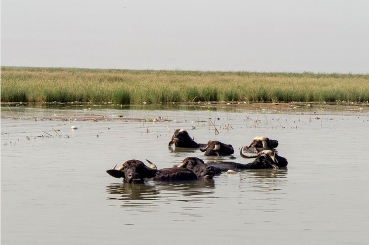 Shadegan International Lagoon