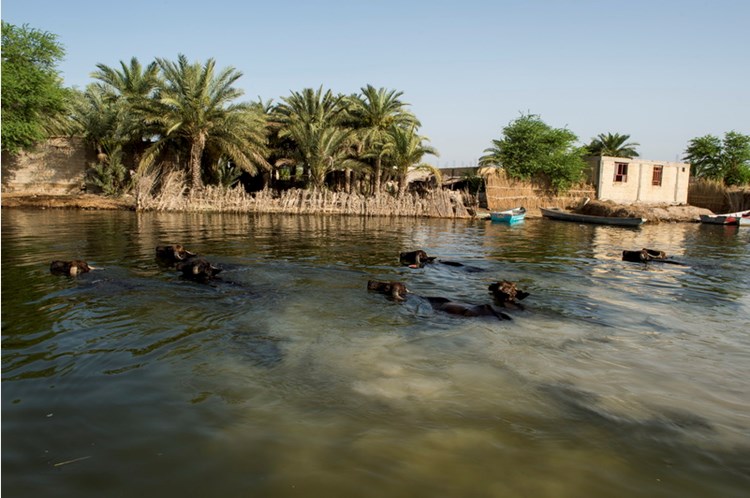Shadegan International Lagoon