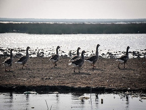 Shadegan International Lagoon