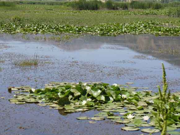 Zarivar (Zaribar) Lagoon