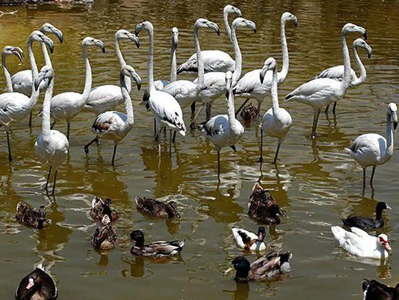 Birds Garden, Tehran