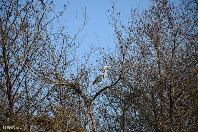 Estil Lagoon, Astara