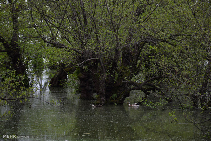 Estil Lagoon, Astara