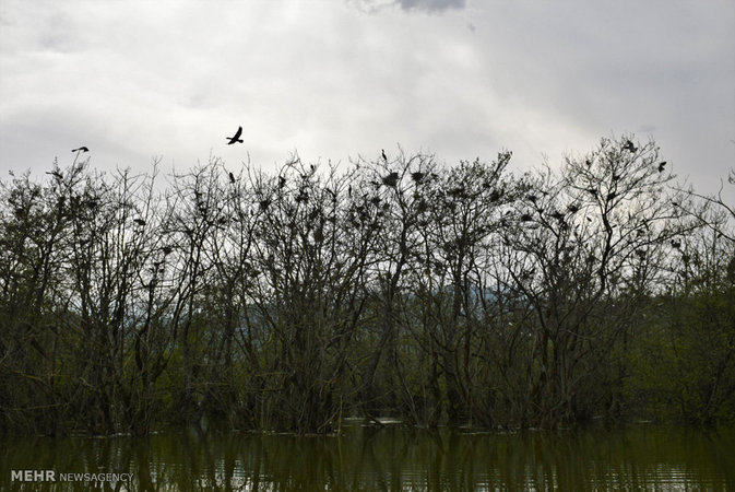 Estil Lagoon, Astara