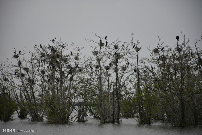 Estil Lagoon, Astara