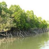 Harra (Mangrove) protected area