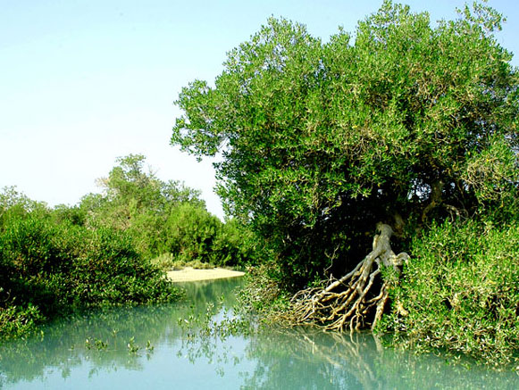 Harra (Mangrove) protected area