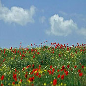 Poppy, A Symbol in the Heart of Nature