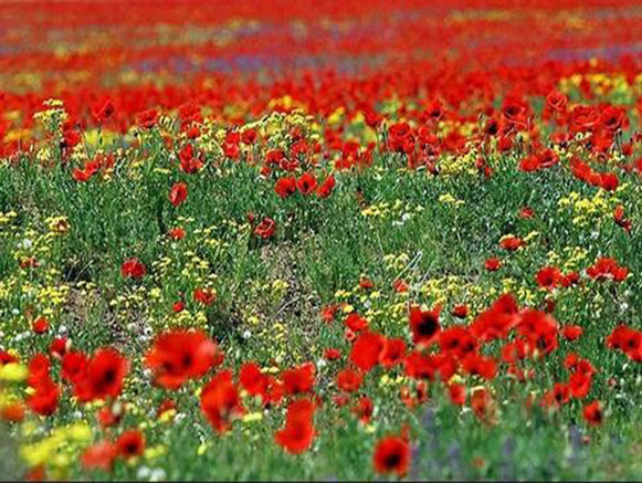 Poppy, A Symbol in the Heart of Nature