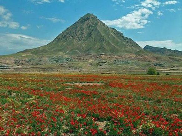 Poppy, A Symbol in the Heart of Nature