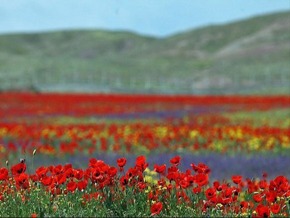 Poppy, A Symbol in the Heart of Nature