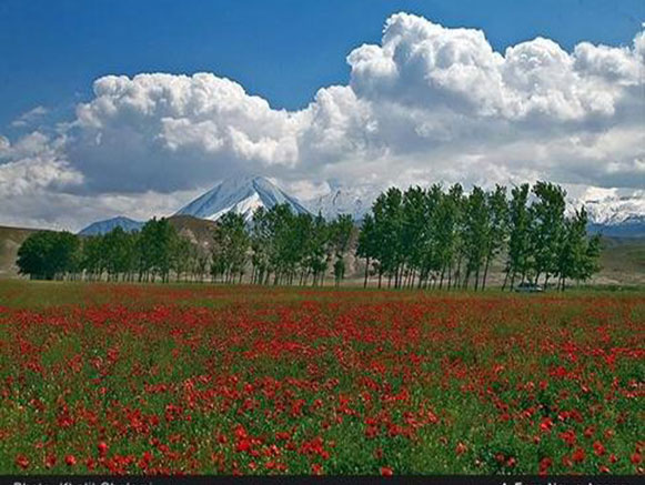 Poppy, A Symbol in the Heart of Nature