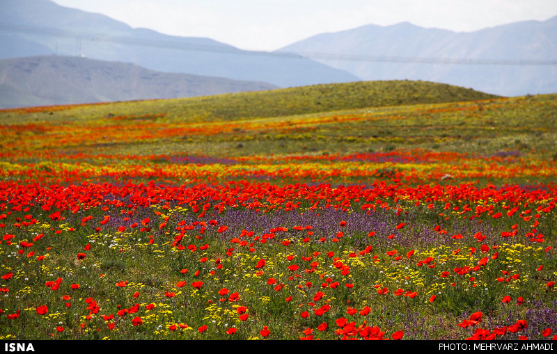 Poppy, A Symbol in the Heart of Nature