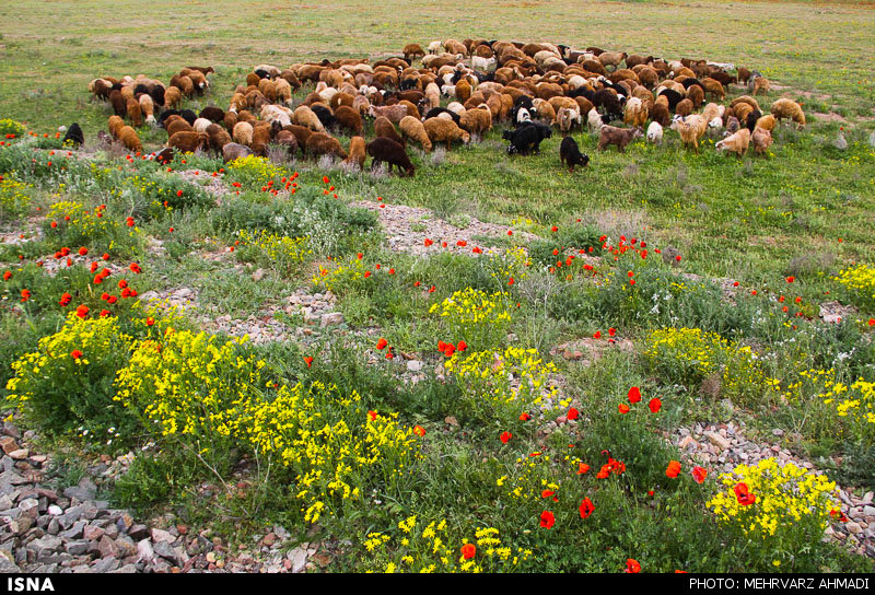 Poppy, A Symbol in the Heart of Nature