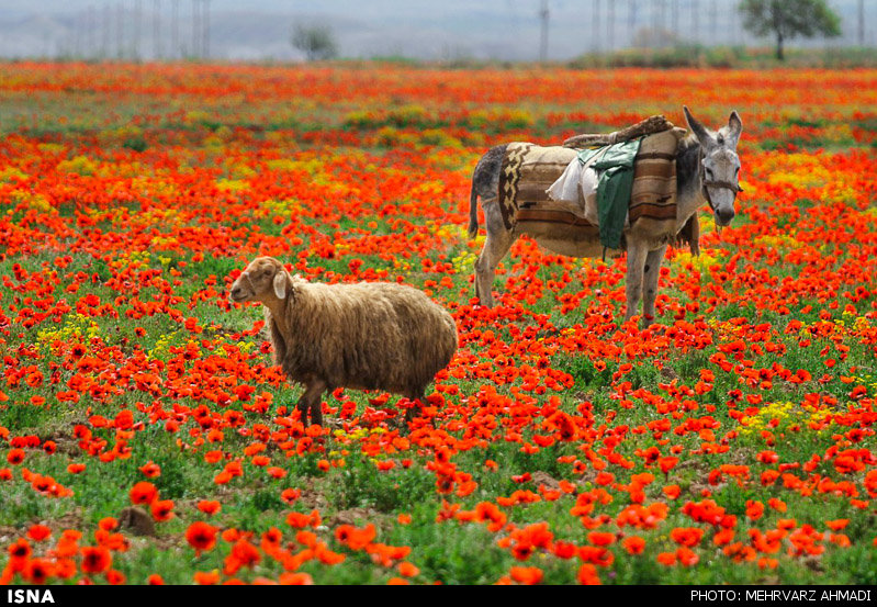 Poppy, A Symbol in the Heart of Nature