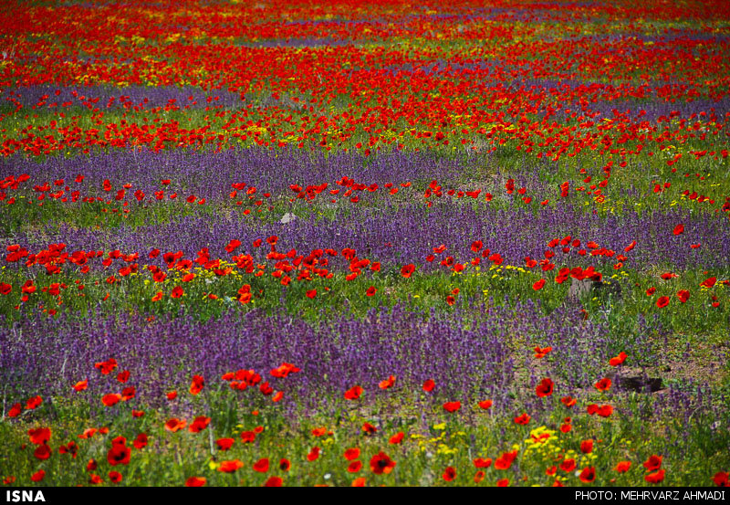 Poppy, A Symbol in the Heart of Nature