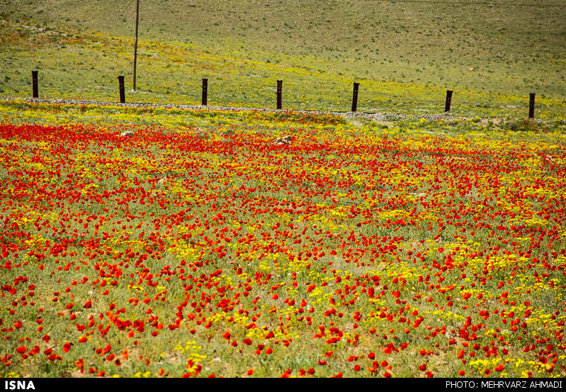 Poppy, A Symbol in the Heart of Nature