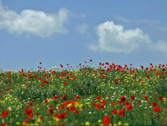 Poppy, A Symbol in the Heart of Nature