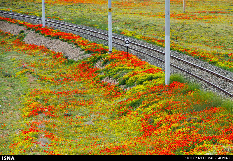 Poppy, A Symbol in the Heart of Nature