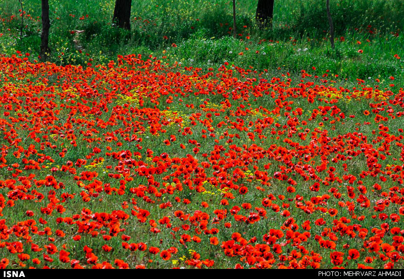 Poppy, A Symbol in the Heart of Nature