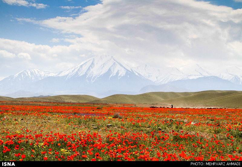 Poppy, A Symbol in the Heart of Nature