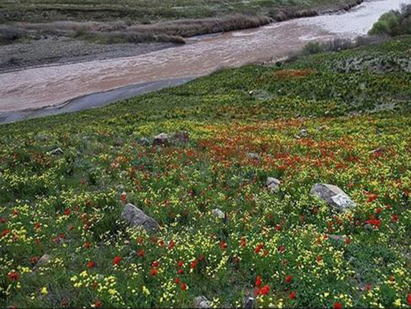 Poppy, A Symbol in the Heart of Nature