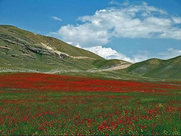 Poppy, A Symbol in the Heart of Nature