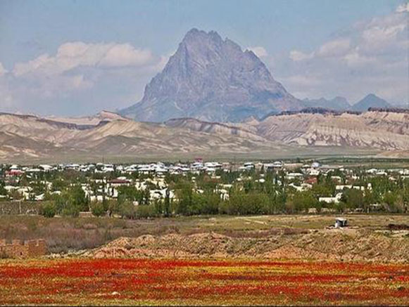 Poppy, A Symbol in the Heart of Nature