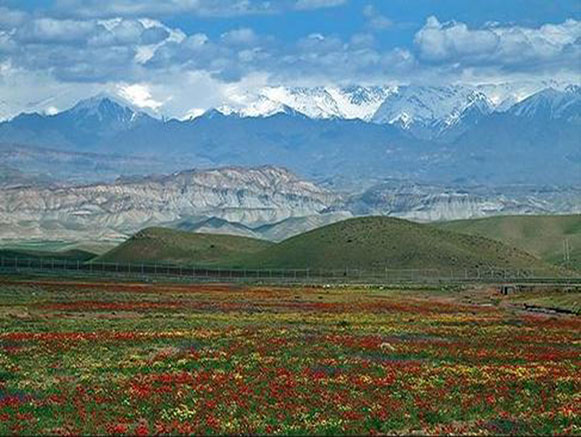 Poppy, A Symbol in the Heart of Nature
