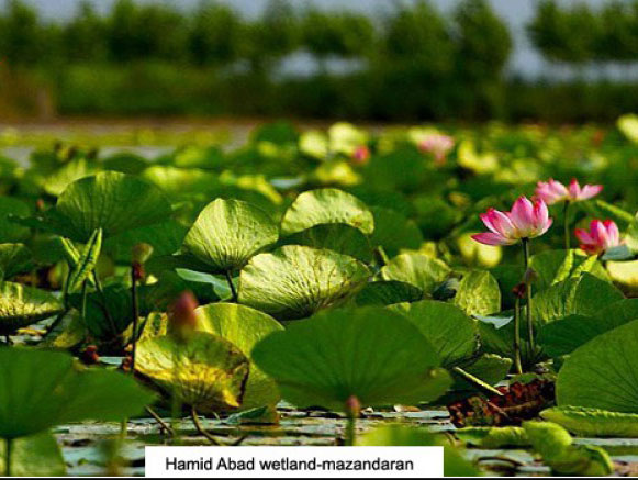 Hamid Abad Lagoon, Sari