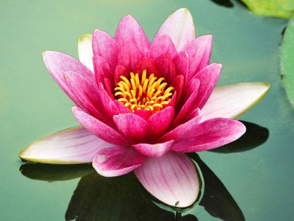Lotus Park, Sari