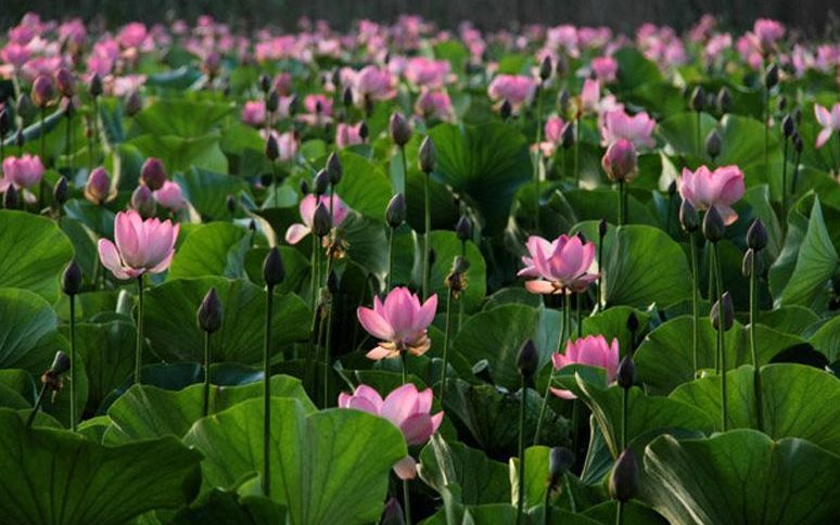 Lotus Park, Sari