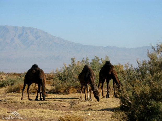 Reza Abad Village, Shahrud