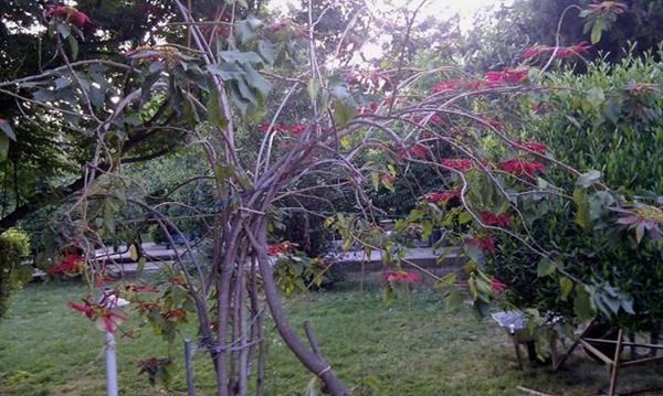 Nazar Garden of Kazerun